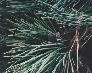 Preview wallpaper spruce, branches, spines