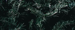 Preview wallpaper spruce, branches, spines