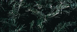 Preview wallpaper spruce, branches, spines