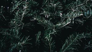 Preview wallpaper spruce, branches, spines