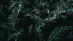 Preview wallpaper spruce, branches, spines