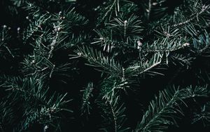 Preview wallpaper spruce, branches, spines