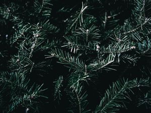 Preview wallpaper spruce, branches, spines