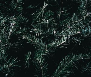 Preview wallpaper spruce, branches, spines