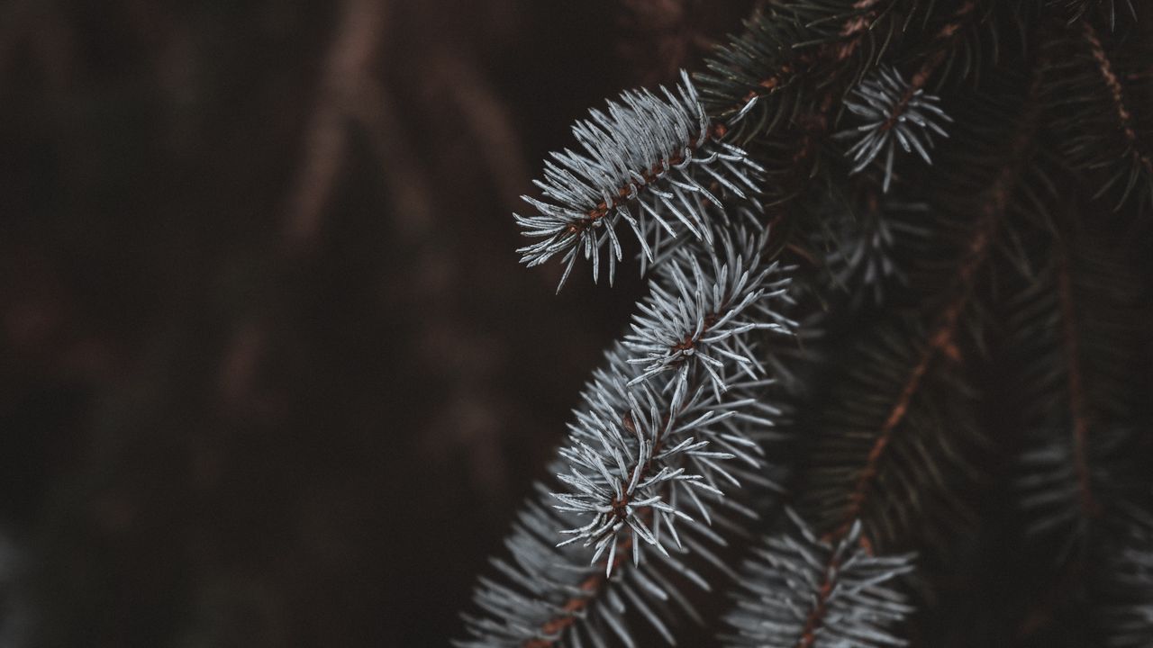 Wallpaper spruce, branches, white, blur