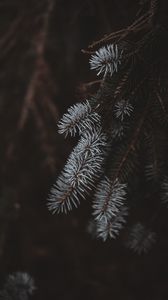 Preview wallpaper spruce, branches, white, blur