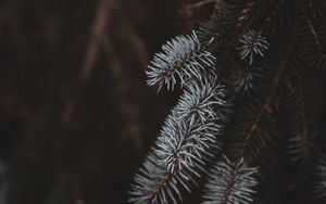 Preview wallpaper spruce, branches, white, blur