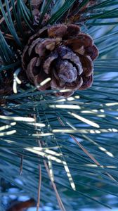 Preview wallpaper spruce, cone, needles, macro