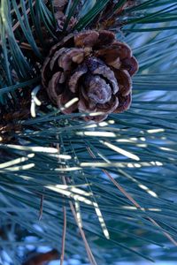 Preview wallpaper spruce, cone, needles, macro