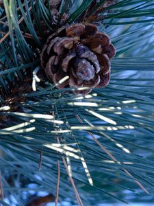 Preview wallpaper spruce, cone, needles, macro