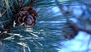 Preview wallpaper spruce, cone, needles, macro