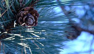 Preview wallpaper spruce, cone, needles, macro