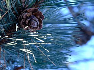 Preview wallpaper spruce, cone, needles, macro