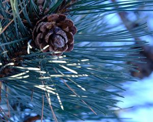 Preview wallpaper spruce, cone, needles, macro