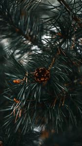 Preview wallpaper spruce cone, spruce, branch, needles