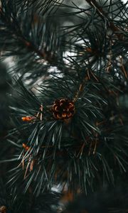 Preview wallpaper spruce cone, spruce, branch, needles