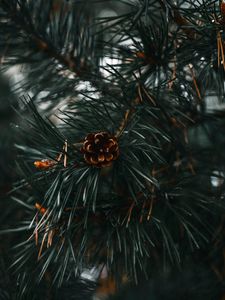 Preview wallpaper spruce cone, spruce, branch, needles