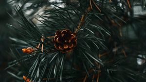 Preview wallpaper spruce cone, spruce, branch, needles