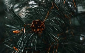 Preview wallpaper spruce cone, spruce, branch, needles