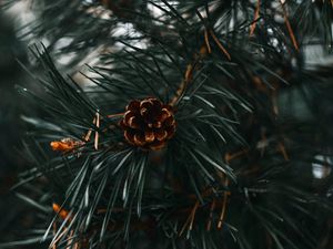 Preview wallpaper spruce cone, spruce, branch, needles