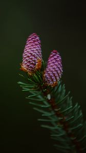 Preview wallpaper spruce cone, spruce, branch, needles, macro