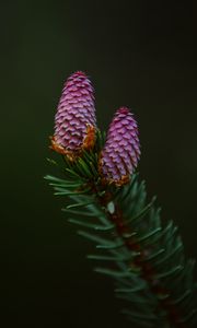 Preview wallpaper spruce cone, spruce, branch, needles, macro