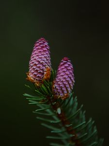 Preview wallpaper spruce cone, spruce, branch, needles, macro