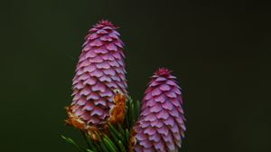 Preview wallpaper spruce cone, spruce, branch, needles, macro