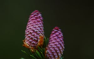 Preview wallpaper spruce cone, spruce, branch, needles, macro