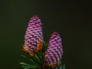 Preview wallpaper spruce cone, spruce, branch, needles, macro