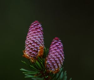 Preview wallpaper spruce cone, spruce, branch, needles, macro