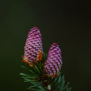 Preview wallpaper spruce cone, spruce, branch, needles, macro