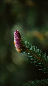 Preview wallpaper spruce cone, spruce, branch, needles, focus