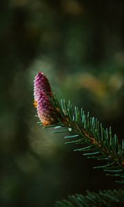 Preview wallpaper spruce cone, spruce, branch, needles, focus