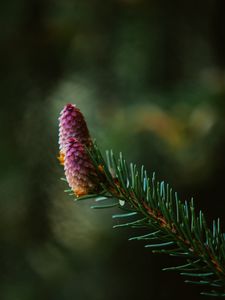 Preview wallpaper spruce cone, spruce, branch, needles, focus