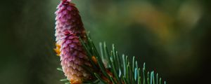 Preview wallpaper spruce cone, spruce, branch, needles, focus