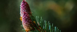 Preview wallpaper spruce cone, spruce, branch, needles, focus
