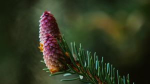 Preview wallpaper spruce cone, spruce, branch, needles, focus