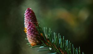 Preview wallpaper spruce cone, spruce, branch, needles, focus