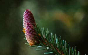 Preview wallpaper spruce cone, spruce, branch, needles, focus