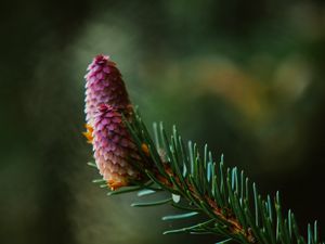 Preview wallpaper spruce cone, spruce, branch, needles, focus