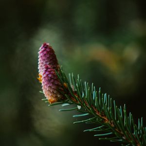 Preview wallpaper spruce cone, spruce, branch, needles, focus