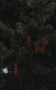 Preview wallpaper spruce, cones, branches, macro