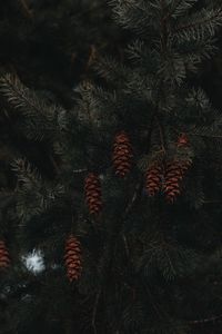 Preview wallpaper spruce, cones, branches, macro