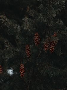 Preview wallpaper spruce, cones, branches, macro