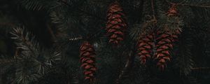 Preview wallpaper spruce, cones, branches, macro