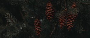 Preview wallpaper spruce, cones, branches, macro