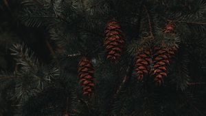 Preview wallpaper spruce, cones, branches, macro