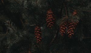 Preview wallpaper spruce, cones, branches, macro