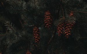 Preview wallpaper spruce, cones, branches, macro